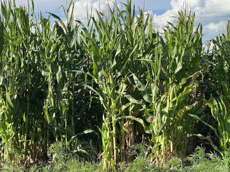 0 Bedroom Property for Sale in Bethlehem Rural Free State